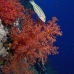 coral_soft_bro_l_ni_v_0510_egy1901.jpg